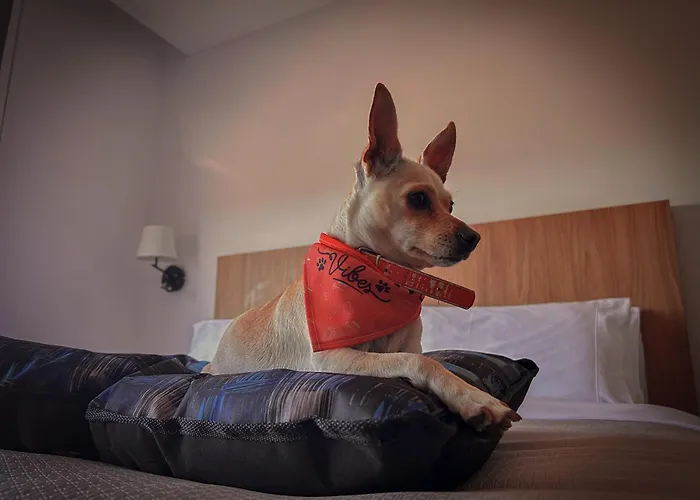 Stadia Suites Querétaro