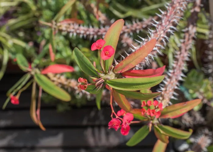 Apassionata Tango Hotel Ciudad Autónoma de Ciudad Autónoma de Buenos Aires